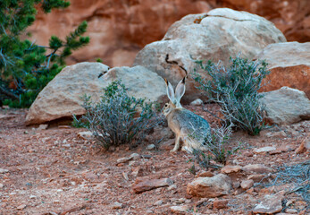 Black-tailed Jackrabbit - Lepus californicus, Devils Garden Hiking Trail © SVDPhoto