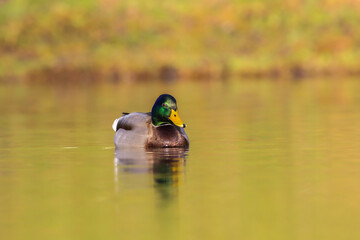Obraz premium Mallard swimming in a pond in the light of a winter morning