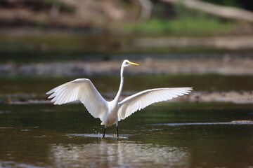 Egret feeds on fish in the stream in the morning.
