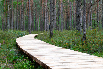 Landscape with a wooden footbridge in a swampy forest, tourist infrastructure, opportunity to get to know nature