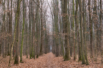 Fototapeta premium Forest in December in Voluntari Ilvof town , Romania. Winter forest landscape
