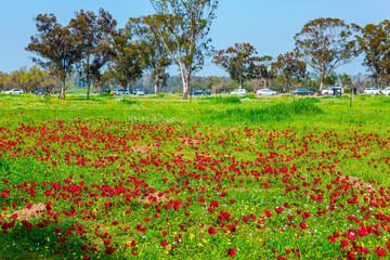  Spring festival in Beeri