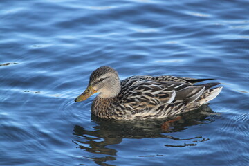 patos