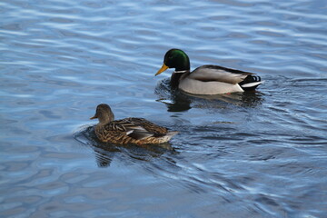 Patos