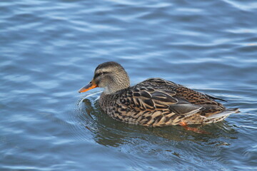 Patos