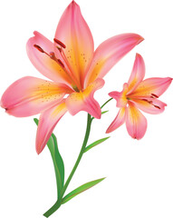 Pink lily flower isolated on white background. Realistic vector illustration.