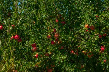 ripe red apples hang on a branch of an apple tree in an orchard in the mountains of the Western...