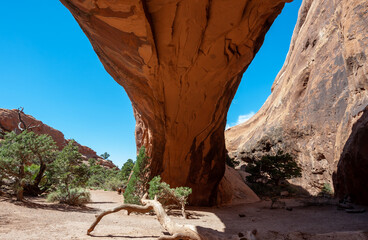 Old coniferous pine trees grown on the sand in Navajo Arch, Arches NP