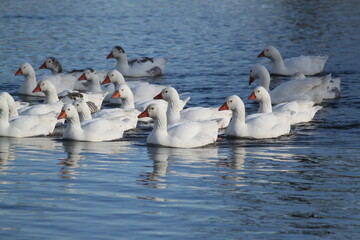 Patos