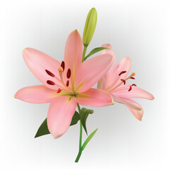 Obraz na płótnie Canvas Off Pink lily flower isolated on white background. Realistic vector illustration.
