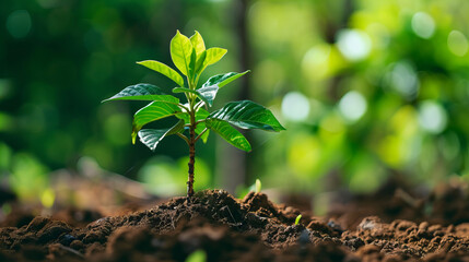 tree seedling planted closeup, reforestation concept