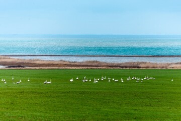 a green field of winter wheat and a flock of wild white swans grazing on it on a sunny winter day