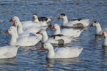 Patos