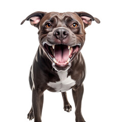 A pit bull dog showing fangs isolated on a transparent background.
