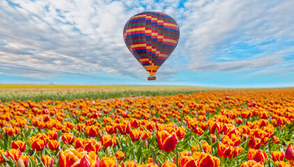 Colorful hot air balloon flying over colorful tulip flower fields in spring 