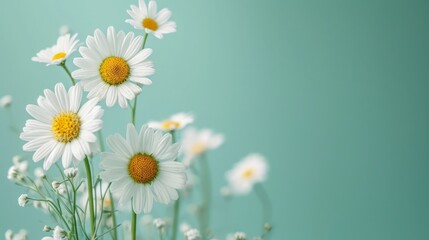 Minimalist Composition of Chamomile Flowers on Light Green Background AI Generated