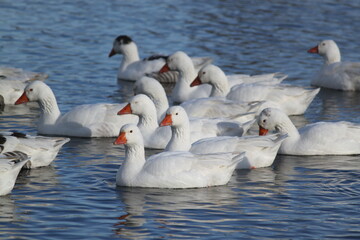 Patos