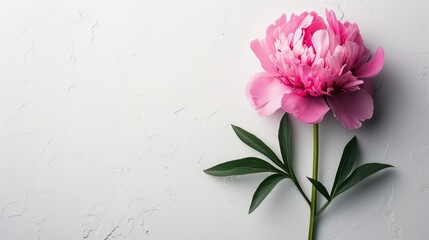 Beautiful Pink Peony Flower on White Background with Copyspace AI Generated
