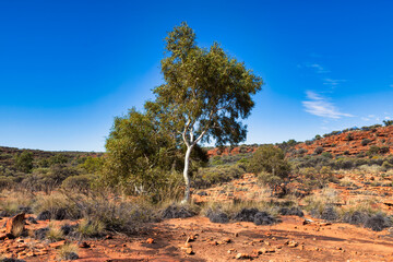 Eucalyptus in Kings Canyon