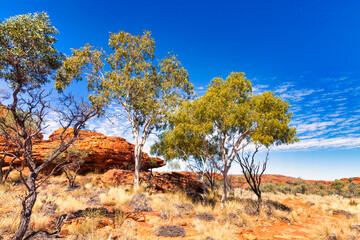 Fototapeta premium Trees in Kings Canyon