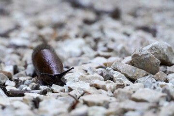 Schnecke auf Kiees