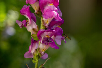 Blume 