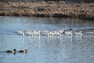 Patos