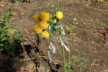 flowers on the ground