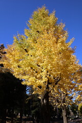 autumn tree in the park