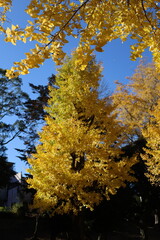 autumn in the park