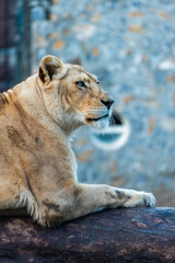 Lion in Zoo. Belgrade City, Serbia.