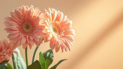 Selbstklebende Fototapeten Pastel Peachy Gerbera Flowers with Aesthetic Sunlight Shadows on Tan Beige Background AI Generated © Alex