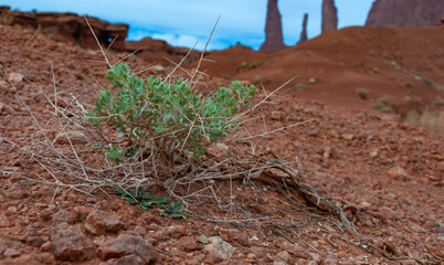 Spiny drought-resistant desert vegetation on red sands In Monument Valley, Navajo Nation