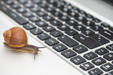 A snail on a laptop with its antennae out. © TAMER YILMAZ