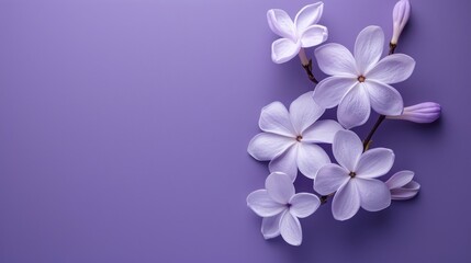 Minimalistic Emotional White and Purple Flowers on Purple Paper Background with Copyspace AI Generated