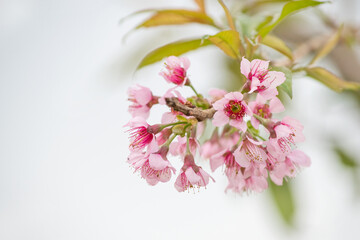 Closed up blooming pink sweet wild himalayan cherry flower bunch over blur young leaf and branch background