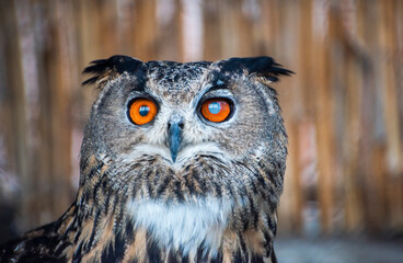 Eurasian Eagle Owl in Zoo. Belgrade City, Serbia.