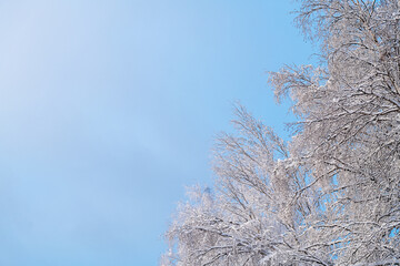 Winter natural background, snow-covered tree branches on the background of blue sky. Cold, frost in...