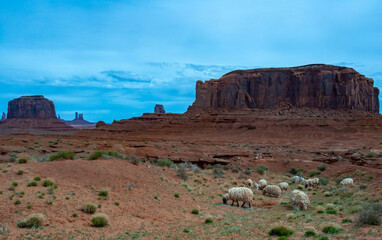 Sheep in Monument Valley Tribal Park, United States