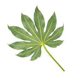 Green leaf isolated on transparent white background