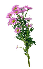 Bunch of wild flowers isolated on transparent white background