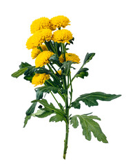 Bunch of wild flowers isolated on transparent white background