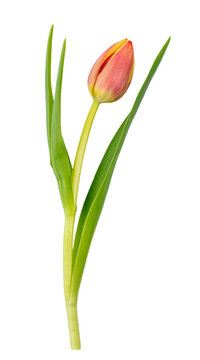 Tulip flower isolated on transparent white background