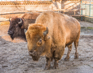 Tibetan Yak (Bos grunniens) in Zoo. Belgrade City, Serbia.  © resul