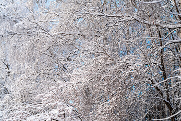 Winter natural background, snow-covered tree branches on the background of blue sky. Cold, frost in winter