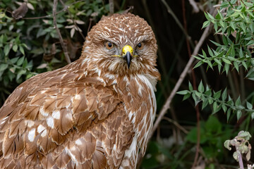buzzard in the forest