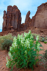 Blooming desert plant of the genus Astragalus sp. against the background of red eroded sandstone...