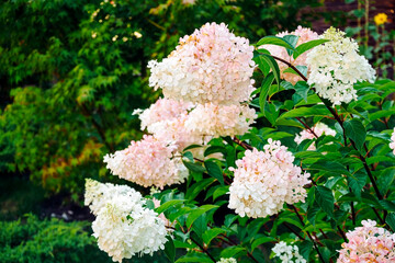 blooming pink and white hydrangea. A bush in the garden in summer. Selective focus