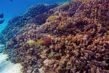 tropical coral reef