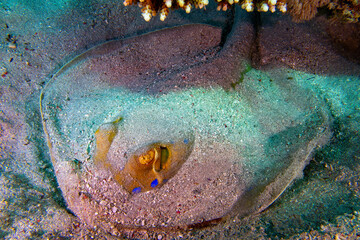 Blue spotted rays